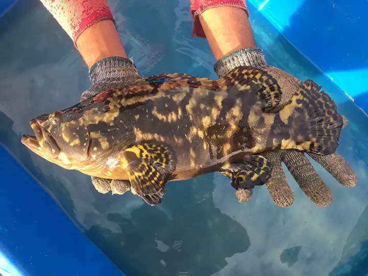 Hybrid Grouper