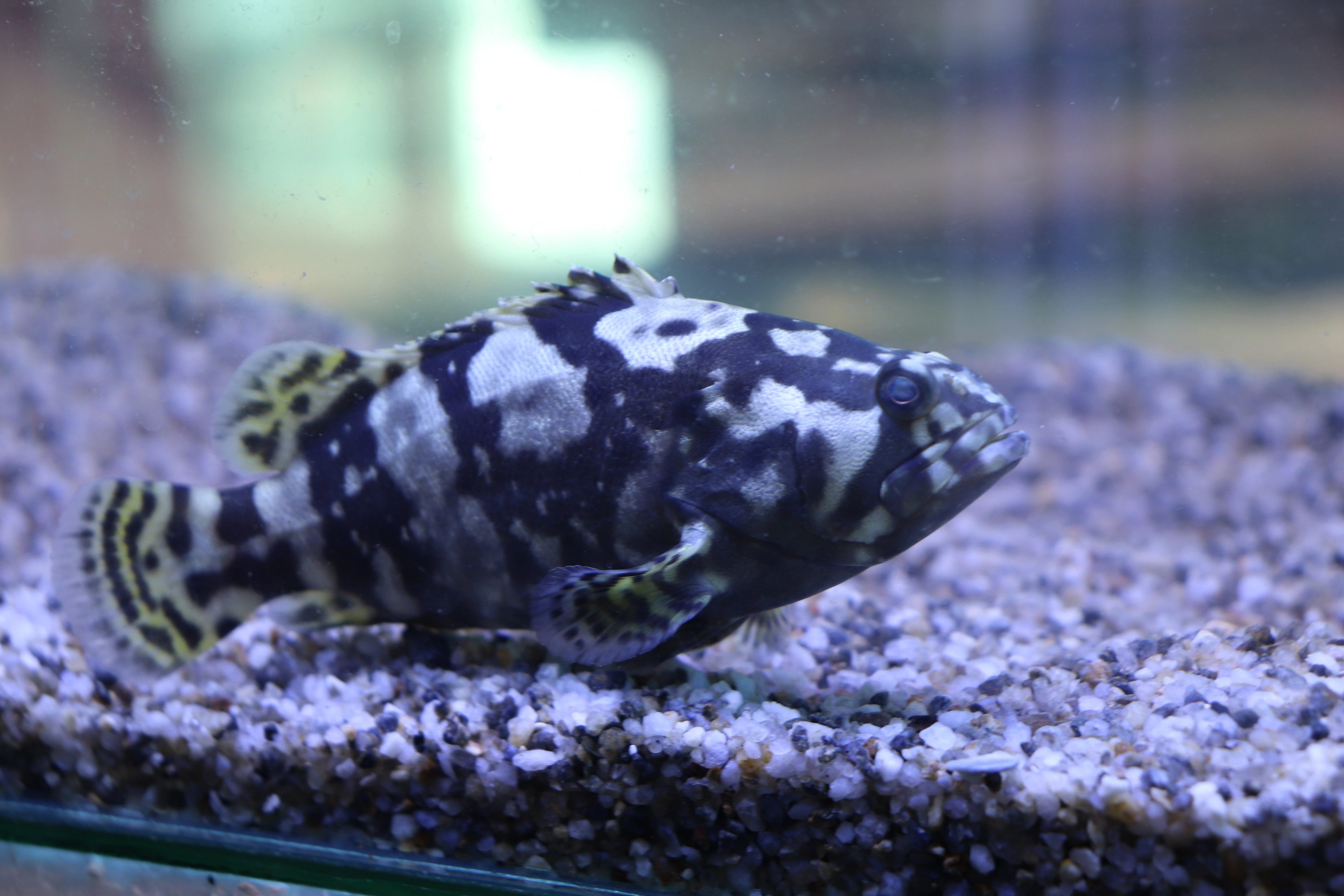 Echo Grouper